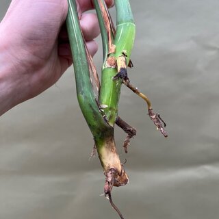 Monstera Thai Constellation Cutting