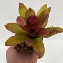 Neoregelia daddy orange