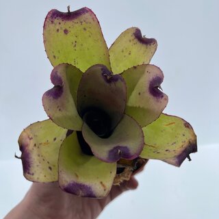 Neoregelia pink panther