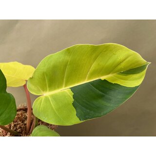 Philodendron Jungle Fever Variegata