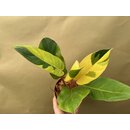 Philodendron Jungle Fever Variegata