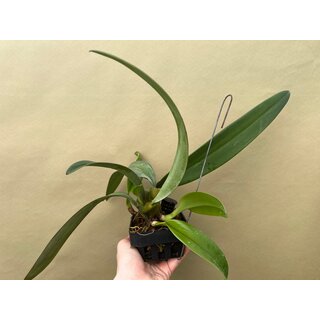 Bulbophyllum phalaenopsis x cruentum