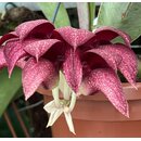 Bulbophyllum phalaenopsis x cruentum