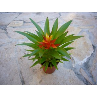 Guzmania theresa