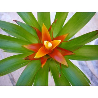 Guzmania theresa