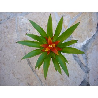 Guzmania theresa