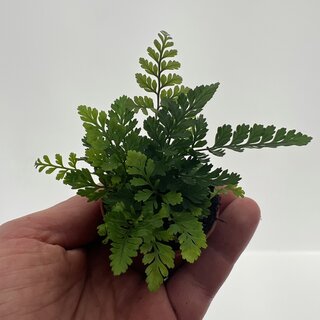 Humata tyermannii