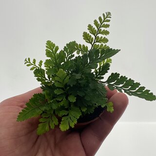 Humata tyermannii