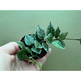 Hoya Krohniana Splash