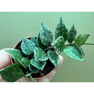 Hoya Krohniana Splash