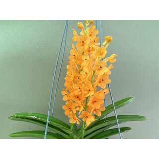 Ascocentrum garayi