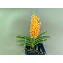 Ascocentrum garayi