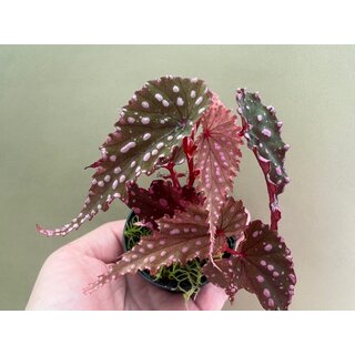 Begonia gracilicyma