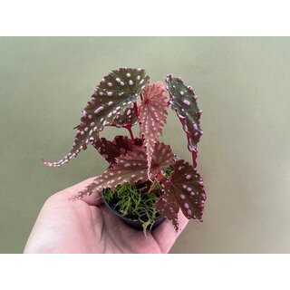 Begonia gracilicyma