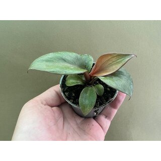 Philodendron Red Heart Rare