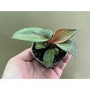 Philodendron Red Heart Rare