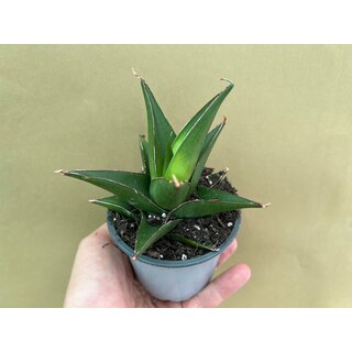 Sansevieria blue