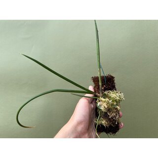 Oncidium ascendens mounted