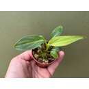 Philodendron Splendid Babyplant