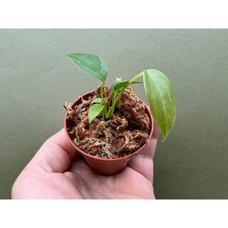 Anthurium veitchii  The King Babyplant