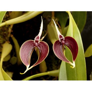 Bulbophyllum maxillare