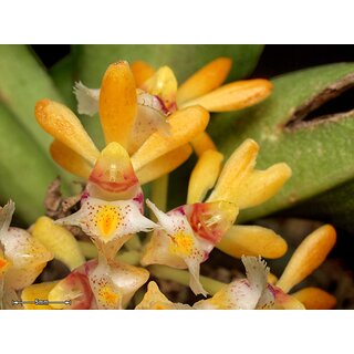 Gastrochilus obliquus