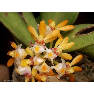 Gastrochilus obliquus