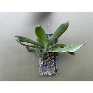 Gastrochilus obliquus