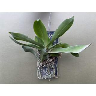 Gastrochilus obliquus