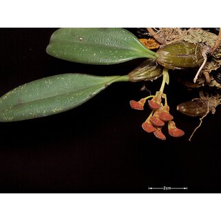 Bulbophyllum spathulatum