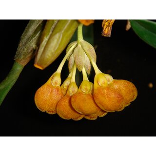 Bulbophyllum spathulatum