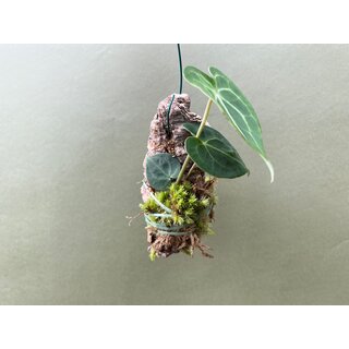 Anthurium clarinervium mounted