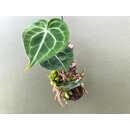 Anthurium clarinervium mounted