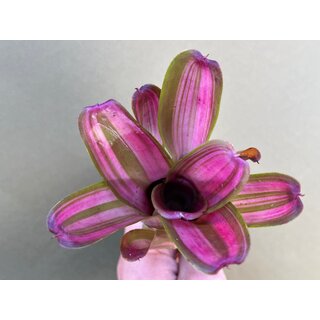 Neoregelia Pink Star