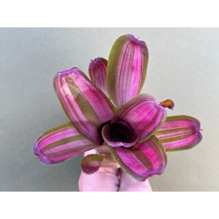 Neoregelia Pink Star