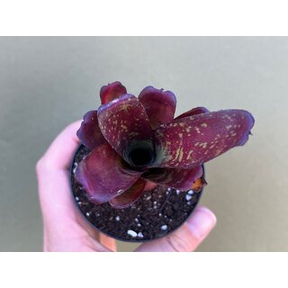 Neoregelia marmorata hybrid