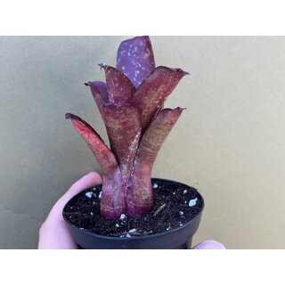 Neoregelia marmorata hybrid