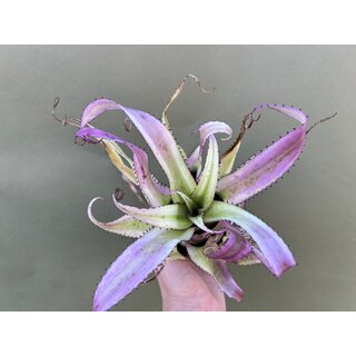 Neoregelia pendula albo