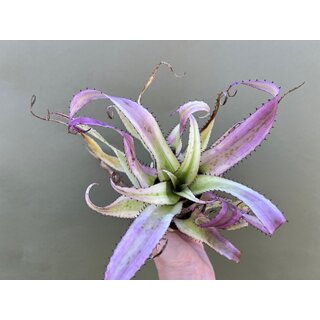 Neoregelia pendula albo