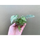 Atyrium niponicum Metallicum