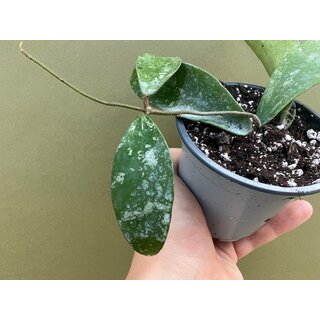 Hoya phuwuaensis