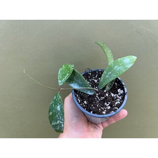 Hoya phuwuaensis