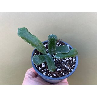 Hoya rotundiflora