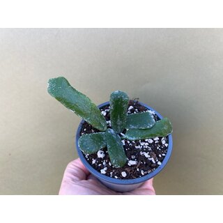 Hoya rotundiflora