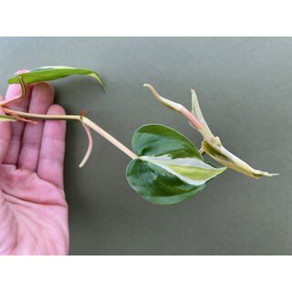 Philodendron Cream Splash Ableger