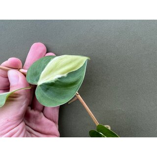 Philodendron Cream Splash Cutting