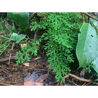 Selaginella spec.  Bahia Solano Colombia