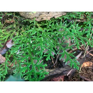 Selaginella spec.  Bahia Solano Colombia