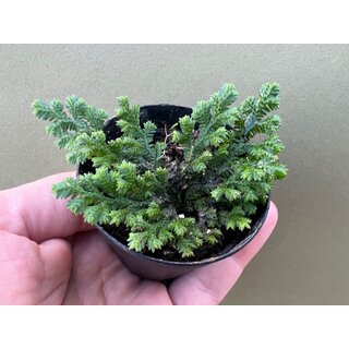 Selaginella spec.  Bahia Solano Colombia