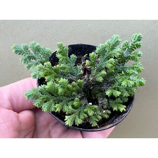 Selaginella spec.  Bahia Solano Colombia